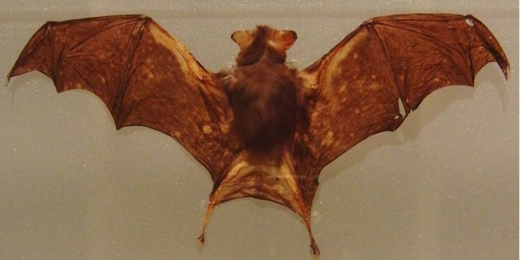 Bumblebee bat