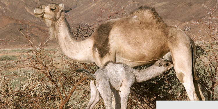 Camel Feeding