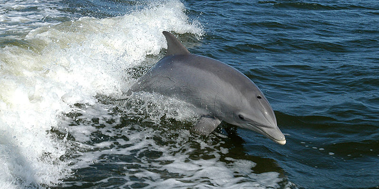 Dolphin